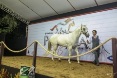 Haras Primavera