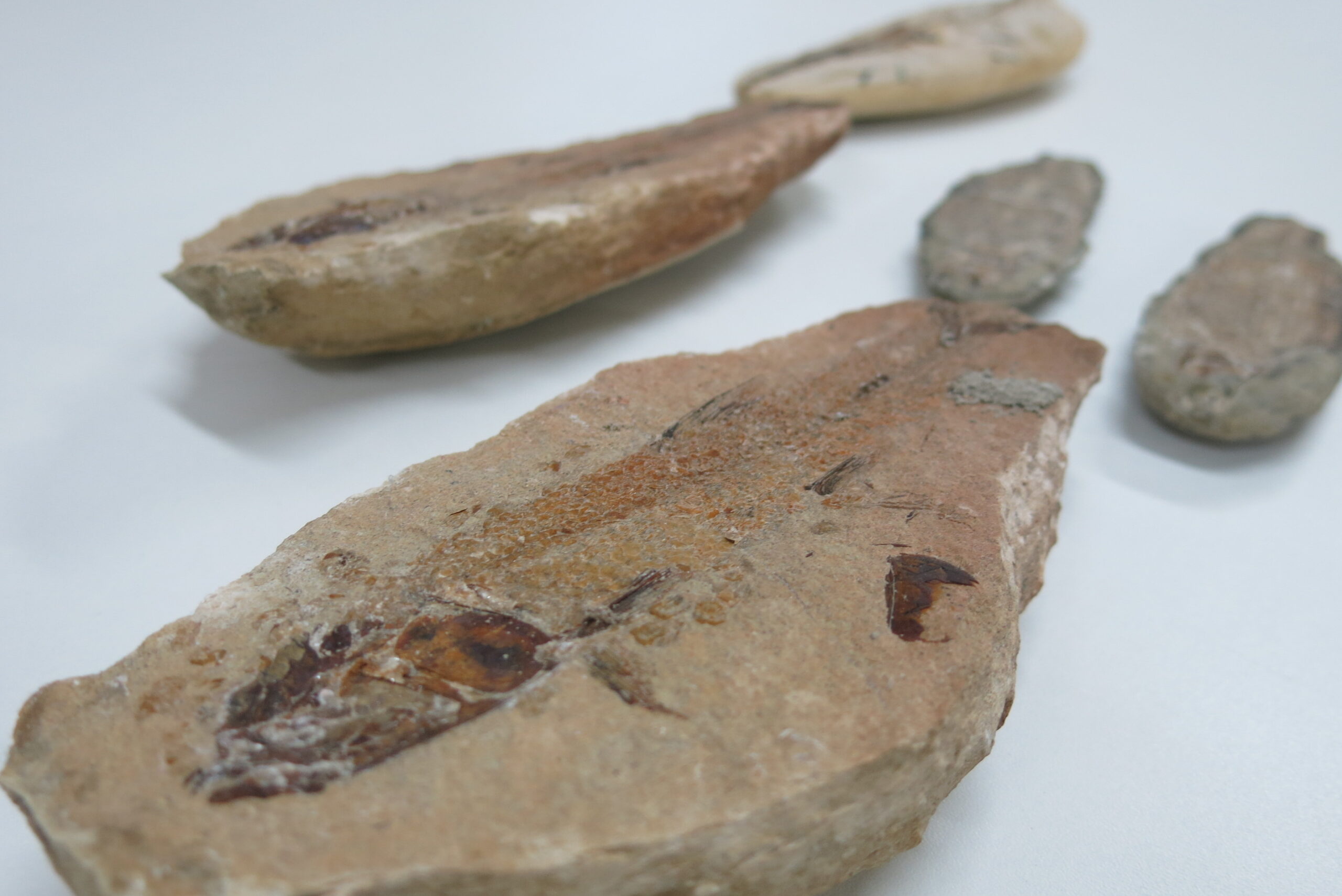 Projeto digital auxilia na preservação dos fósseis encontrados na Chapada do Araripe