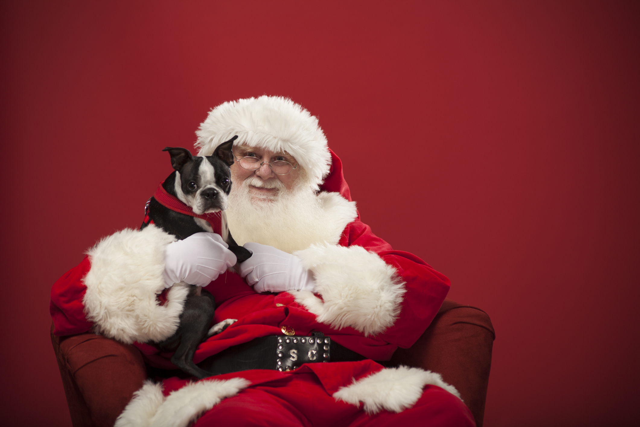 Papai Noel do Benfica recebe animais de estimação no Trono Pet