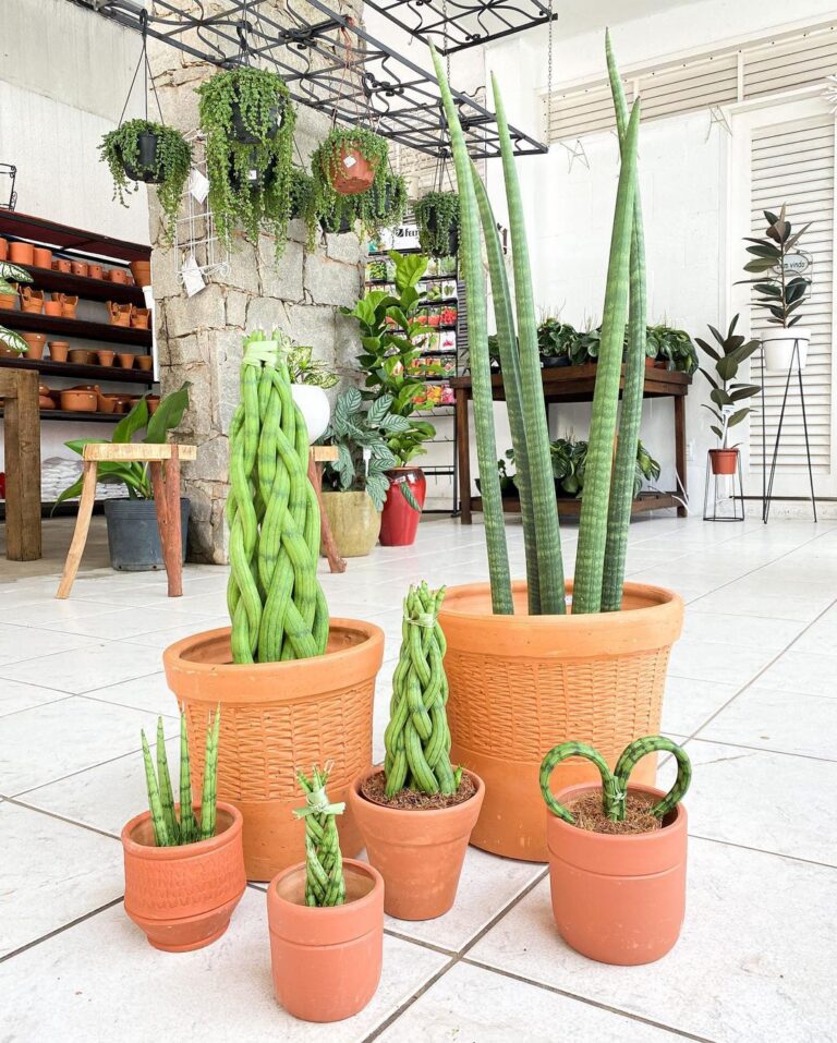 Saiba Onde Comprar Plantas, Mudas E Flores Em Fortaleza