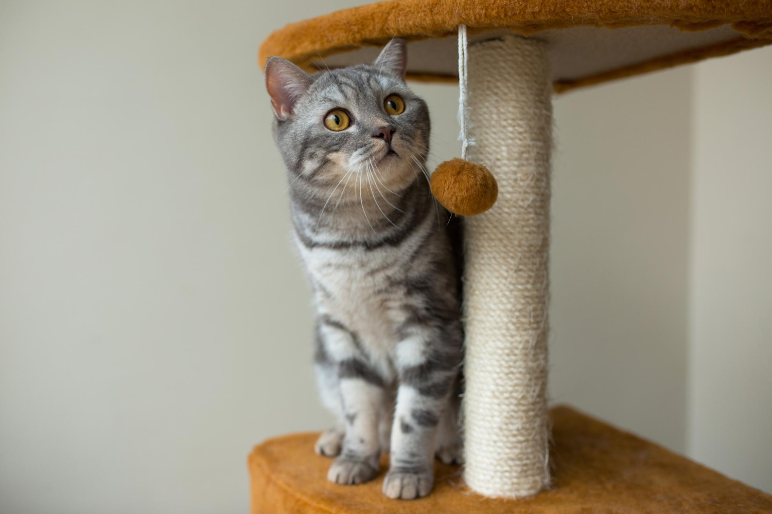 ‘Gatificação’ do lar: como adaptar a casa para o conforto dos gatos? Veja dicas