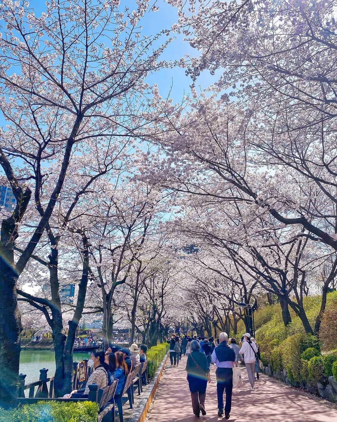 Como escolher a melhor estação do ano para viajar para a Coreia do Sul?