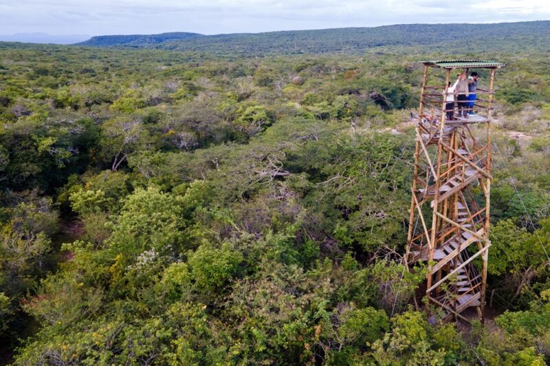 M. Dias Branco celebra iniciativa de preservação da Caatinga